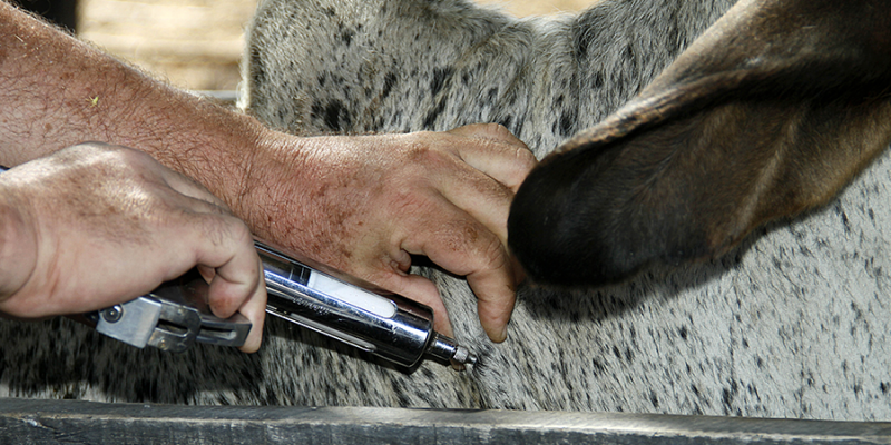 Sobe para 612 o número de mortes de animais em investigação após uso de vacina