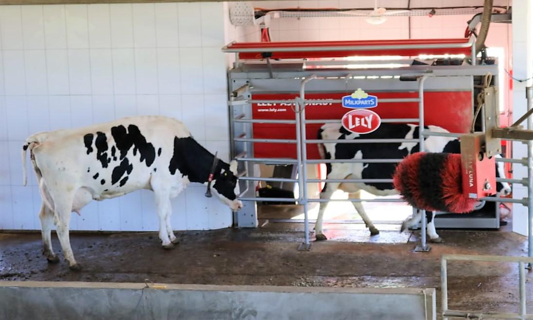 Robotização em fazenda leiteira leite vaca robô