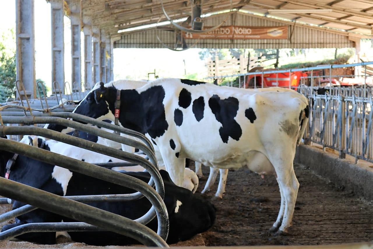 RobotizaÃ§Ã£o em fazenda leiteira leite vaca robÃ´