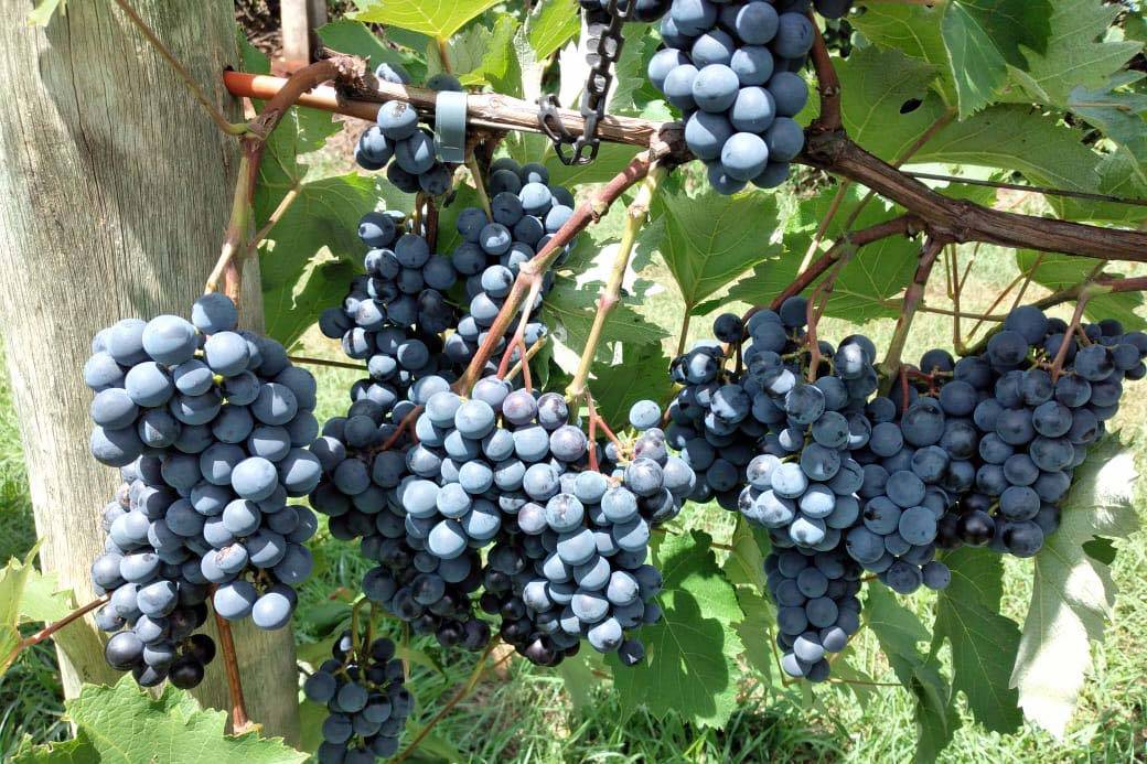 viticultura-paraná-uva