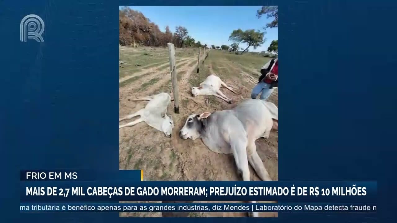 Onda de frio: morte de gado em MS causa prejuízo de R$ 10 milhões