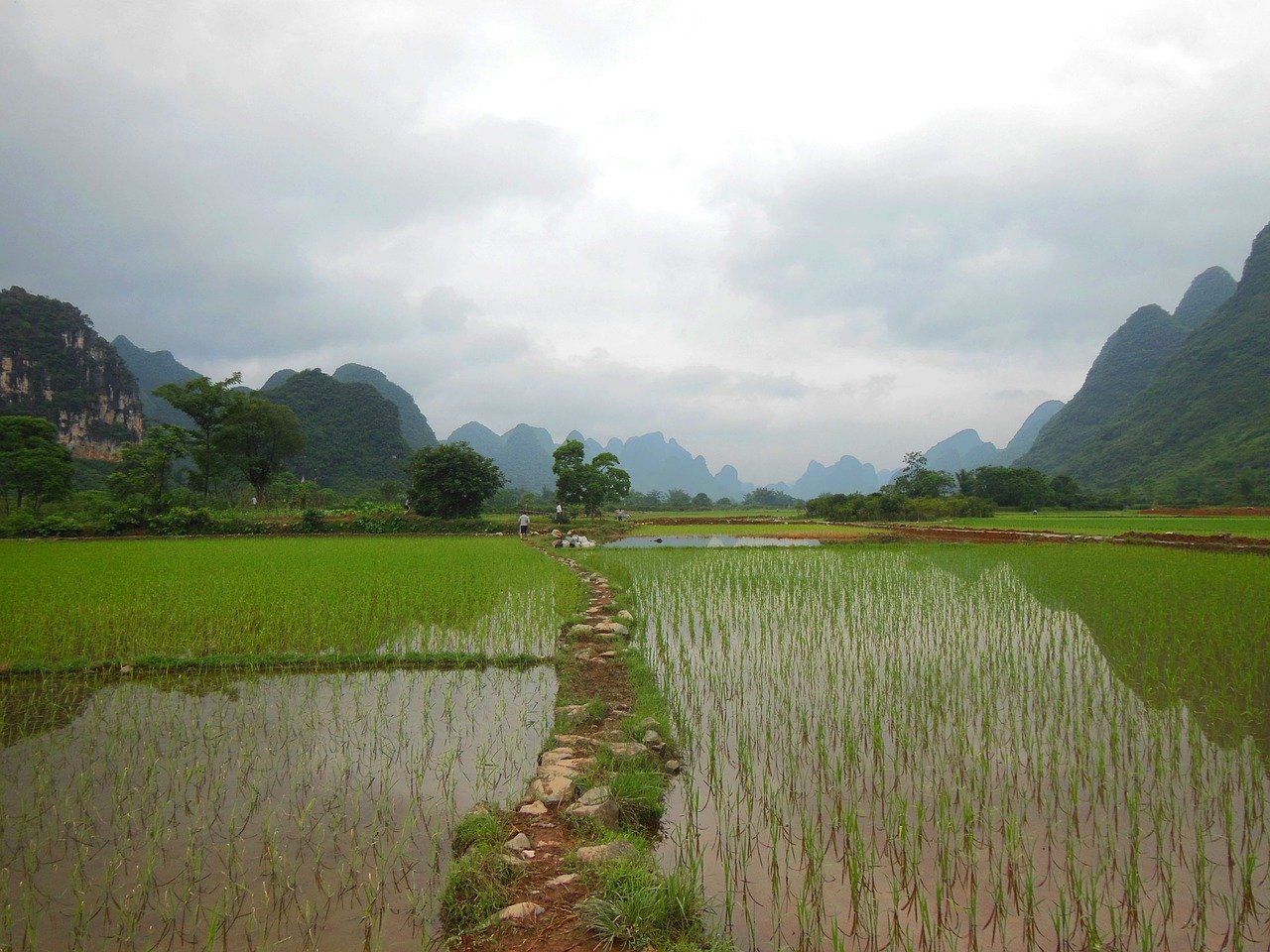 plantação de arroz na China