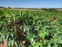 Humanos domesticaram mandioca, cacau, tabaco e açaí na Amazônia há 13 mil anos, mostra estudo