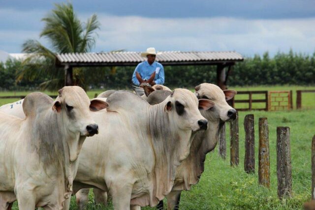 zebu